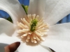 Japoninės magnolijos žiedas