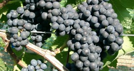 Pinot Precoce Noir