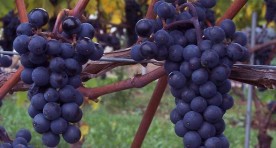 Marechal Foch