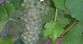 Merzling