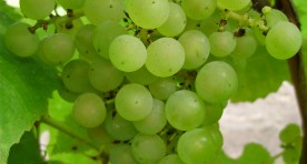 Vyninė
