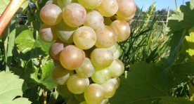 Vineland 71141