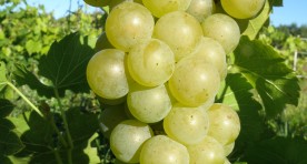 Seyval Blanc
