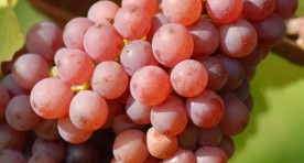 Traminer